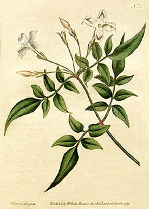Aqua Oleum Jasmine 5% eterisk olje 10 ml