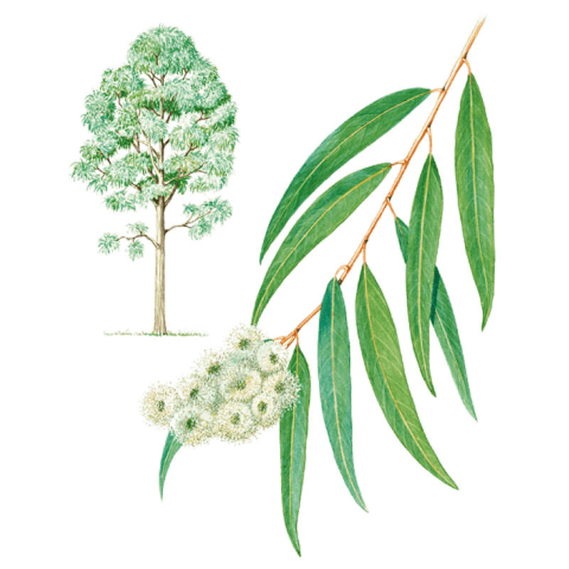 Kloster Eucalyptus Te løsvekt 100 g