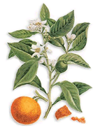 Maharishi Ayurveda Guggul XL 60 tabletter