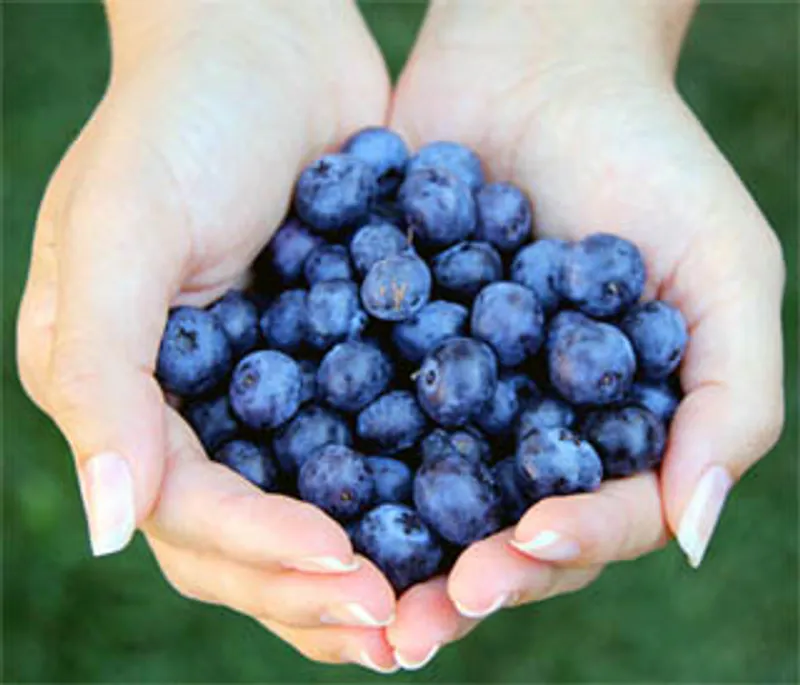 New Nordic Blue Berry Plus Øyevitamin 60 tabletter